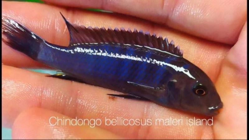 Chindongo bellicosus 'Maleri Island'